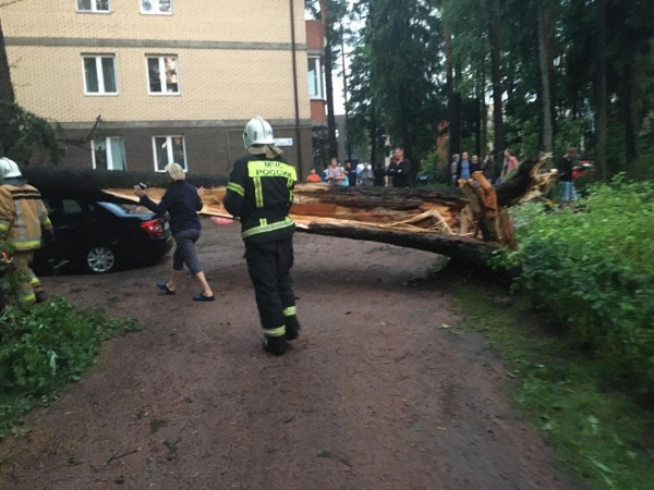 Последствия урагана в Ленинградской области.|Фото:пресс-служба ГУ МЧС РФ по Ленинградской области